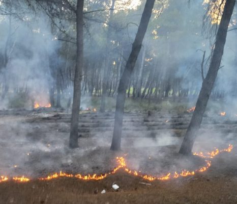Zjarri djeg “Pyllin e Sodës” merr flakë edhe kabina tek qendra historike