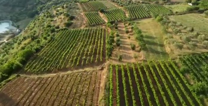 Rama publikon pamje të plantacioneve në Berat: Dëshmi e punës së palodhur të njerëzve në fshat