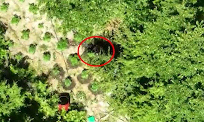 Video-Ishte duke ujitur bimët e kanabisit/ ‘Droni’ kap mat 45-vjeçarin në Krujë, tenton të fshihet