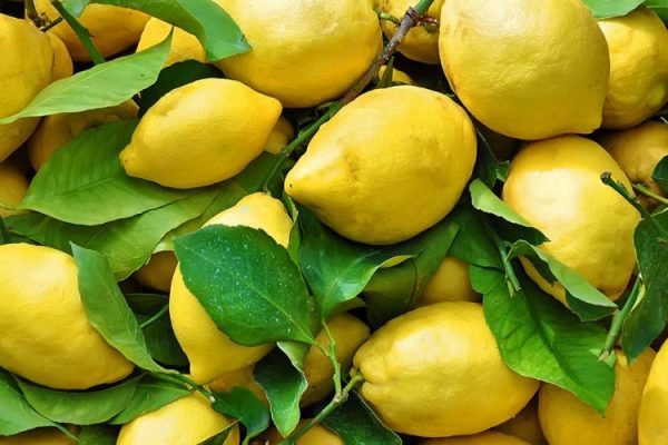 Mos i hidhni kurrë lëkurat e limonit, ja si t’i përdorni