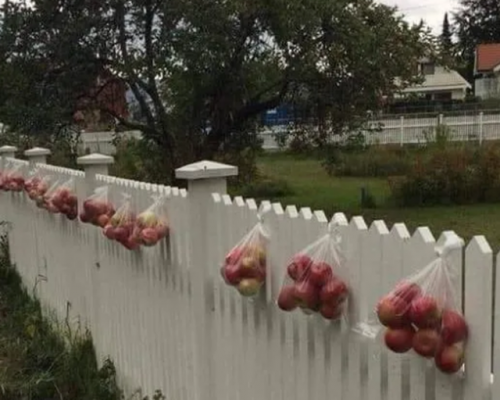 A e dini pse norvegjezët i vendoѕin mollët јаѕhtë oborrit? Arsyeja është mbreslënëse