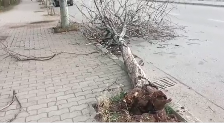 Video-“Çmendet” moti në Kukës: Erërat e forta marrin çdo gjë përpara, shkulin e pemë