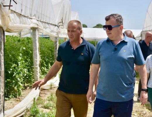 Balla në serën e domateve dhe pjeprit në Lushnje: Vit i mbarë për fermerët si në prodhim ashtu edhe tek përfimet