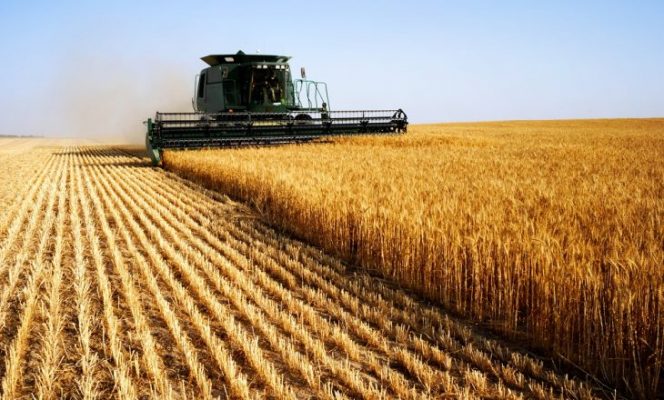 Kush mbjell grurë do të marrë 30 mijë lekë nga qeveria, qeveria nxit prodhimin vendas