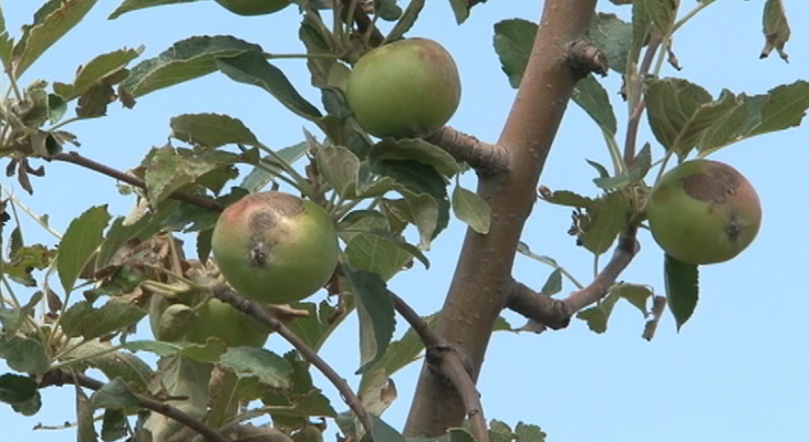 Breshëri shkatërron mollët në Devoll/ Fermerët “vënë duart në kokë”, alarm në 5 fshatra