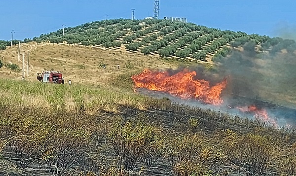 Betejë me flakët në Fier dhe Lushnjë, zjarrëfikësit shuajnë zjarret, digjen qindra rrënjë ullinj