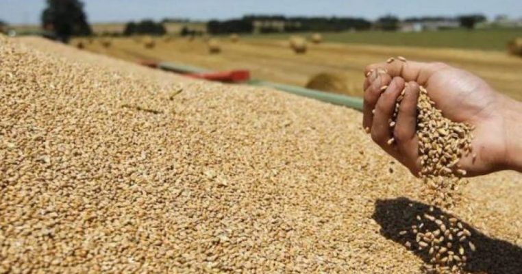Ukraina thotë se nga shtatori mund të eksportojnë 3 milion tonë drithëra