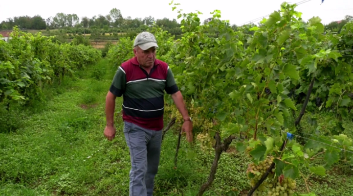 Fermerët në Mat: Nuk kemi treg për rrushin/ Kërkohen frigoriferë për ruajtjen e prodhimit