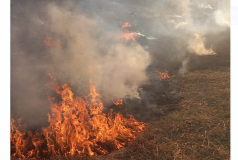 Flakët përfshinë pyllin me pisha në Ersekë/Policia nis hetimet për zjarrvënie të qëllimshme