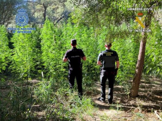 Zbulohet plantacioni me kanabis në Spanjë, arrestohen shqiptarë e serbë