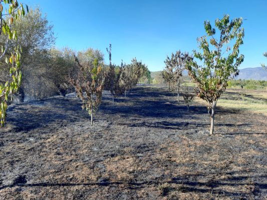 Devoll/ Zjarri i qëllimshëm djeg 5 hektarë pemëtore