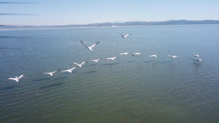 Video- 200 pelikanë kaçurrel dhurojnë spektakël/ “Pushtojnë” Lagunën e Nartës