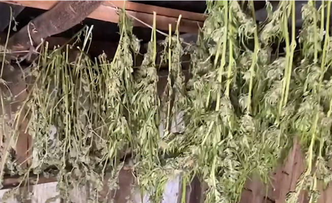 Bimët të varura në kasolle/ Policia ‘kap mat’ 50-vjeçarin që kultivonte kanabis në Dukagjin
