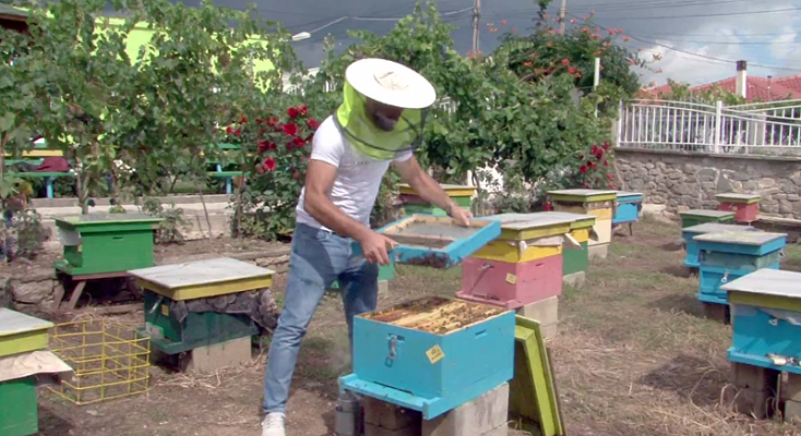 Përgjysmohet prodhimi i mjaltit në juglindje, çmimi këtë vit më i lartë