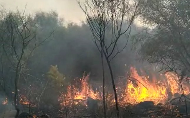 Zjarri djeg sipërfaqen me pisha në Vlorë/ Flakët vijojnë prej tre ditësh, ndërhyrja e vështire