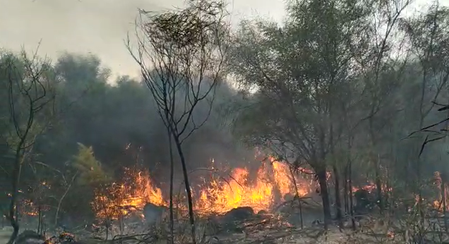 Zjarri në Hidrovor/ Vatra ende aktive në ditën e tretë, digjen shkurre dhe dhjetëra drurë pishe