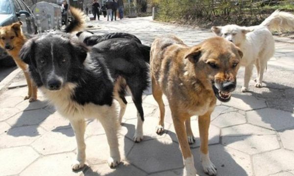 Qeni sulmon gruan në Gjirokastër/ Dëmtime të rënda në gjymtyrë, niset me urgjëncë drejt Tiranës