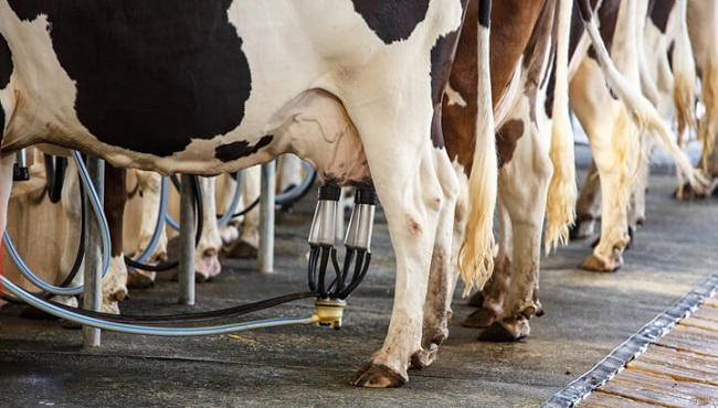 “Prodhimi i qumështit s’ka rënë”/ Ministria e Bujqësisë kundërshton të dhënat e INSTAT