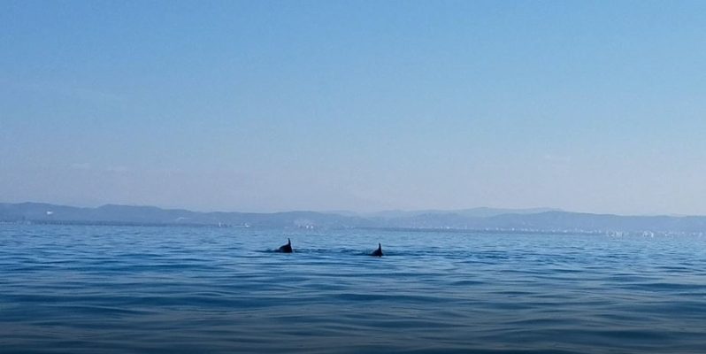 Vlorë, delfinët dhurojnë spektakël në det të hapur