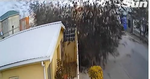 Video- Pamje të rënda/ Tufa e zogjve bien të ngordhur në tokë