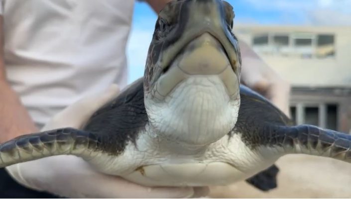 Vjen nga oqeani Atlantik, “Breshka Fluturuese” bie në rrjetën e peshkatarëve të Adriatikut
