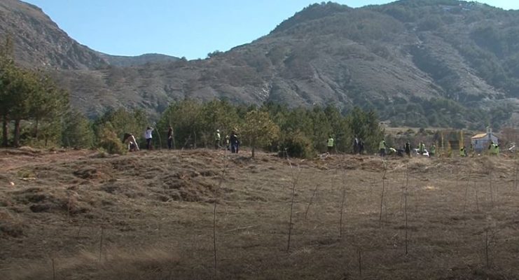 Pyllëzohen kodrat e Korçës/ Qindra fidanë mbillen gjatë një aksioni vullnetar të qytetarëve  
