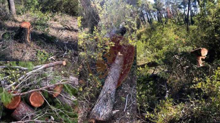 Berat/ E zuri poshtë trungu i pemës, humb jetën tragjikisht 42-vjeçari