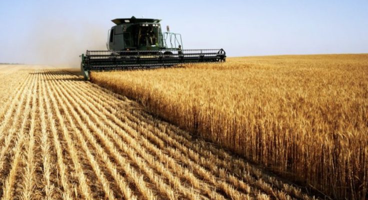 Polonia ndalon importet e grurit ukrainas për të mbrojtur bujqit lokalë