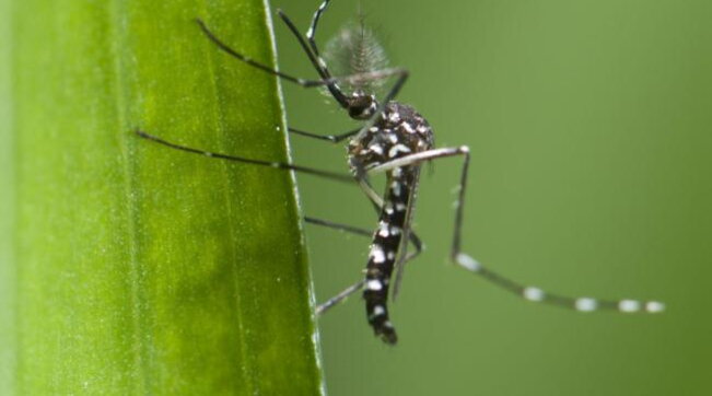 Alarm kundër mushkonjave në Europë: rritja e temperaturave po favorizon shtimin e insekteve që shkaktojnë sëmundje virale