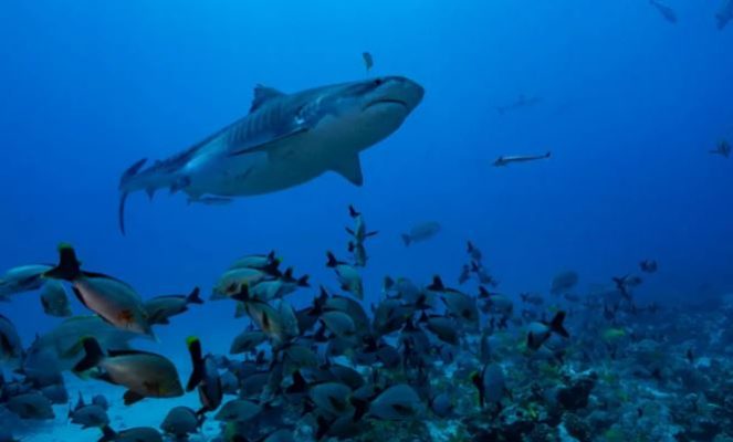 Po xhironin dokumentar në Hawai, ekipi i Netflix sulmohet nga peshkaqeni
