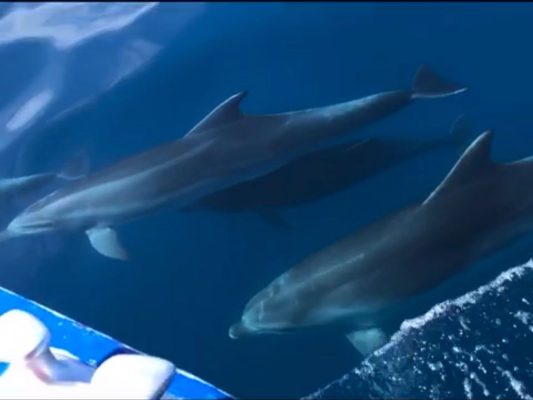 Video/ Delfinët ‘shoqërojnë’ turistët përgjatë detit Jon