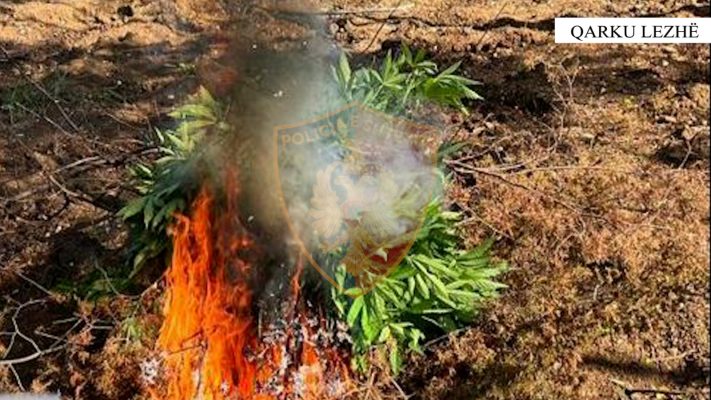 Kanabizimi i pyjeve, policia asgjëson rreth 700 bimë narkotike në Lezhë