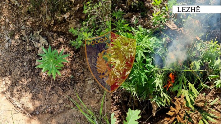 Asgjësohen mbi 500 bimë narkotike në zonat pyjore të Lezhës