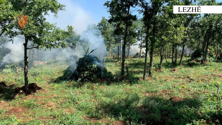 Asgjësohen 5700 bimë kanabis në Lezhë; pranga pronarit i cili dje dhunoi një shtetas