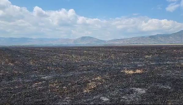 20 orë “luftë” me flakët/ Fiket zjarri që përfshiu 100 km tokë në Bashkinë e Maliqit, digjen 100 hektarë bimësi