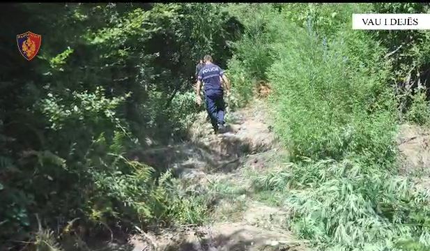 Kultivonin drogë në Vaun e Dejës/ Arrestohen dy persona, policia asgjeson 203 bimë narkotike (EMRAT)