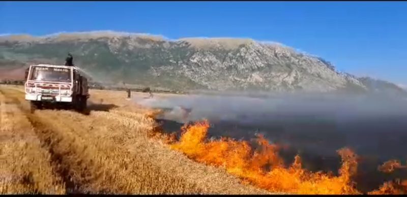 Zjarri vazhdon të “përpijë” sipërfaqe me grurë në Maliq, zjarrfikësit rrezikojnë jetën