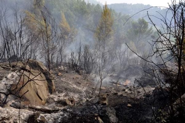 Izolohet vatra e zjarrit në Laç/ Shpëtojnë banesat, dëme të konsiderueshme në fondin pyjor