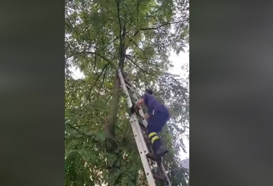 Video e ditës/ Zjarrëfikësit e Tiranës shpëtojnë kotelen që kishte hipur në pemë
