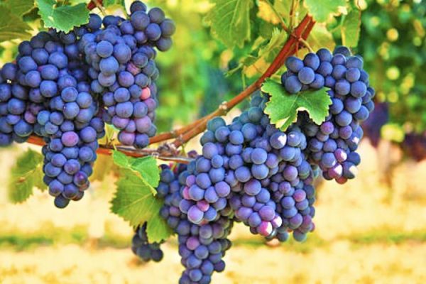 Njihuni me “Mbretin e frutave” që kthen mbrapsht plakjen dhe ju shpëton nga sëmundjet më të rrezikshme