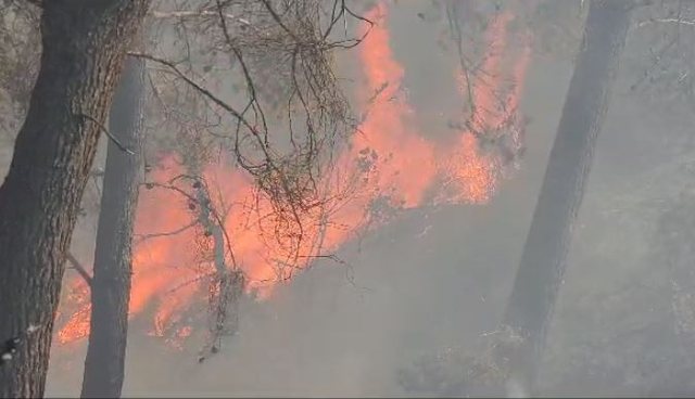 Zjarri djeg 4 hektarë ullishte dhe pyje në Krujë/ Flakët “kërcënojnë” banesat, kërkohet ndërhyrje nga ajri