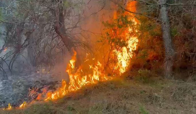 Zjarr në pyjet e Fieri/ Era e fortë favorizon flakët, pritet ndërhyrje nga ajri
