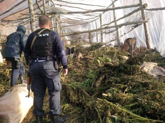 “Alpet e Pastra”/ I shpallur në kërkim për kultivim lëndësh narkotike, arrestohet i riu në Shkodër