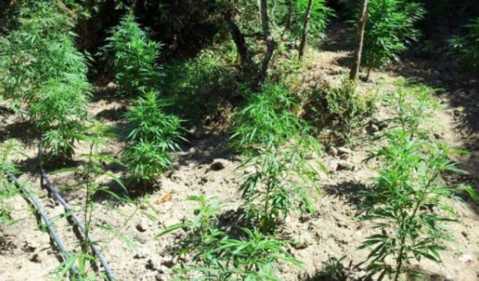 Asgjësohen 52 bimë narkotike në Bulqizë, procedohet kryetari i fshatit