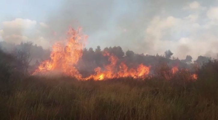 Aktiviziohet vatër zjarri në Fier, digjen parcelat me ullinj