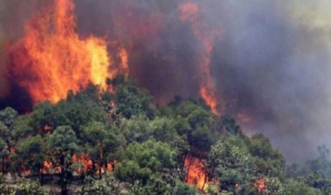 Aktivizohen vatra zjarri në Fier dhe Vlorë, digjen kodrat me ullishte