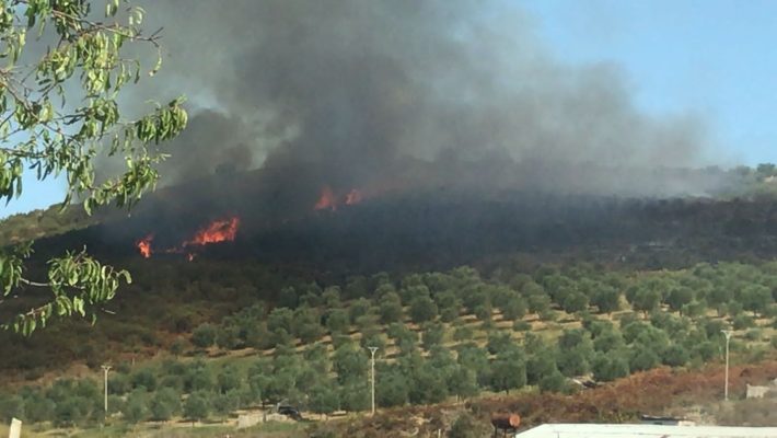 Zjarr i madh në në fshatin Risili në Vlorë/ Digjen disa rrënjë ullinj