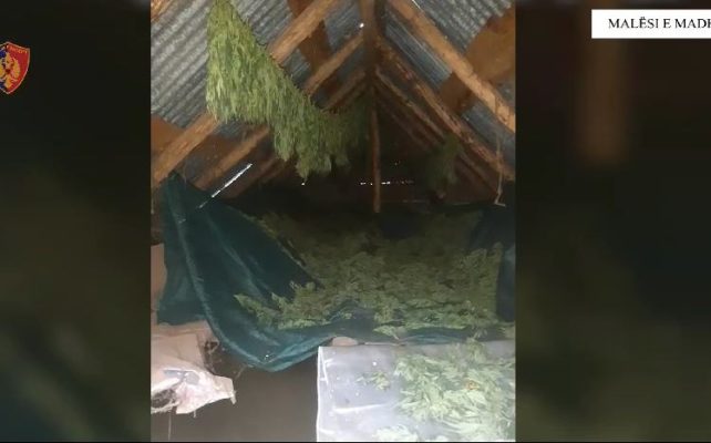 Kishin përshtatur një ambient për tharje droge/ Policia arreston 26-vjeçaren në Shkodër, në kërkim burri i saj
