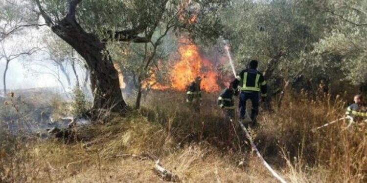 Aktivizohet vatër zjarri në Vlorë, rrezikohen ullinjt shekullorë