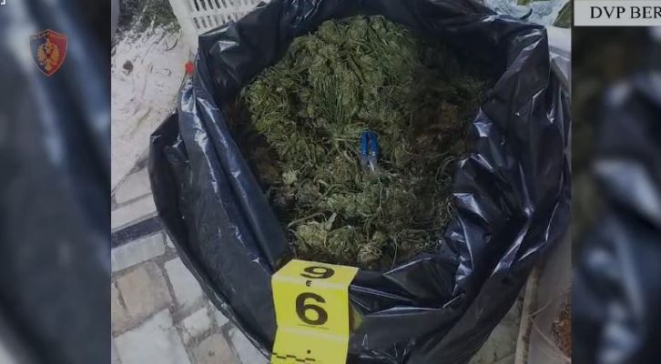 Asgjësohen mbi 50 kilogramë kanabis në Dimal, një në pranga dhe një në kërkim